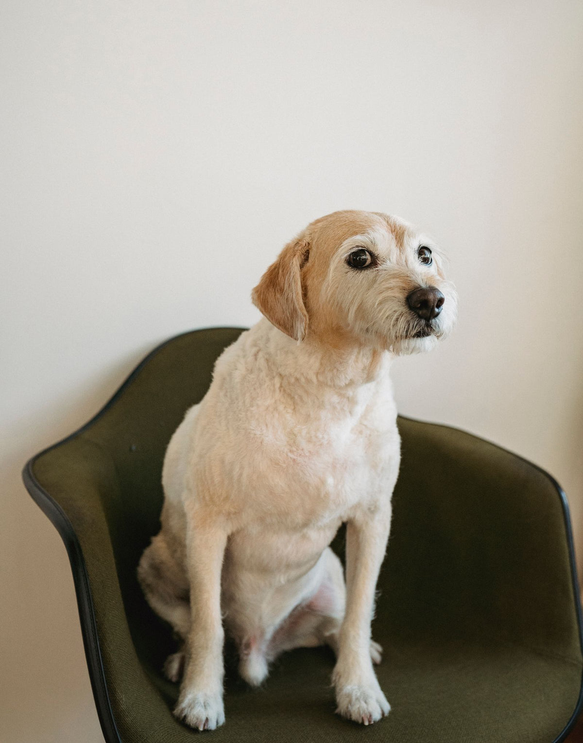 Hond die rustig op een stoel zit in een lichte ruimte
