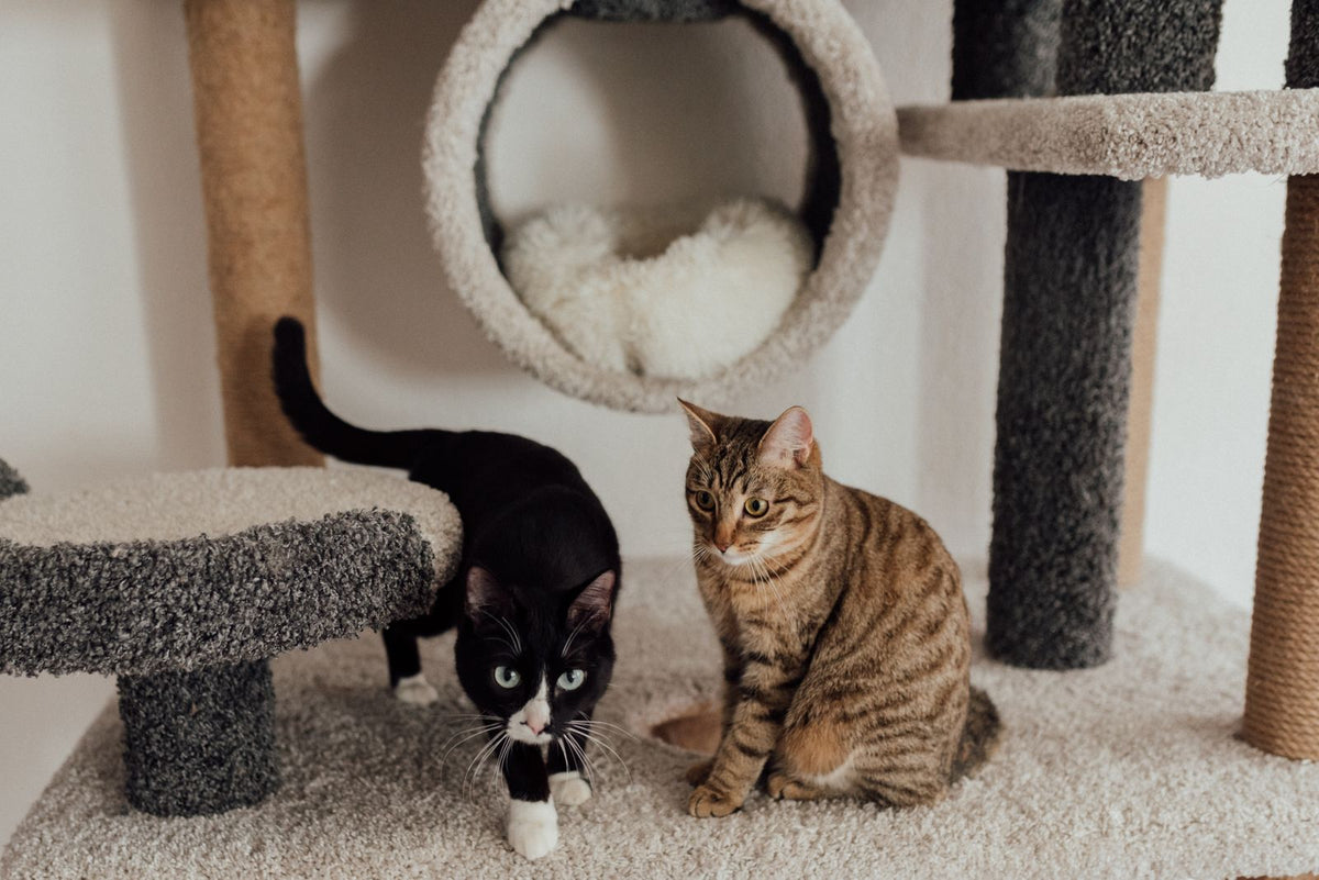 Twee katten op een kattenboom met tapijt in een woonkamer